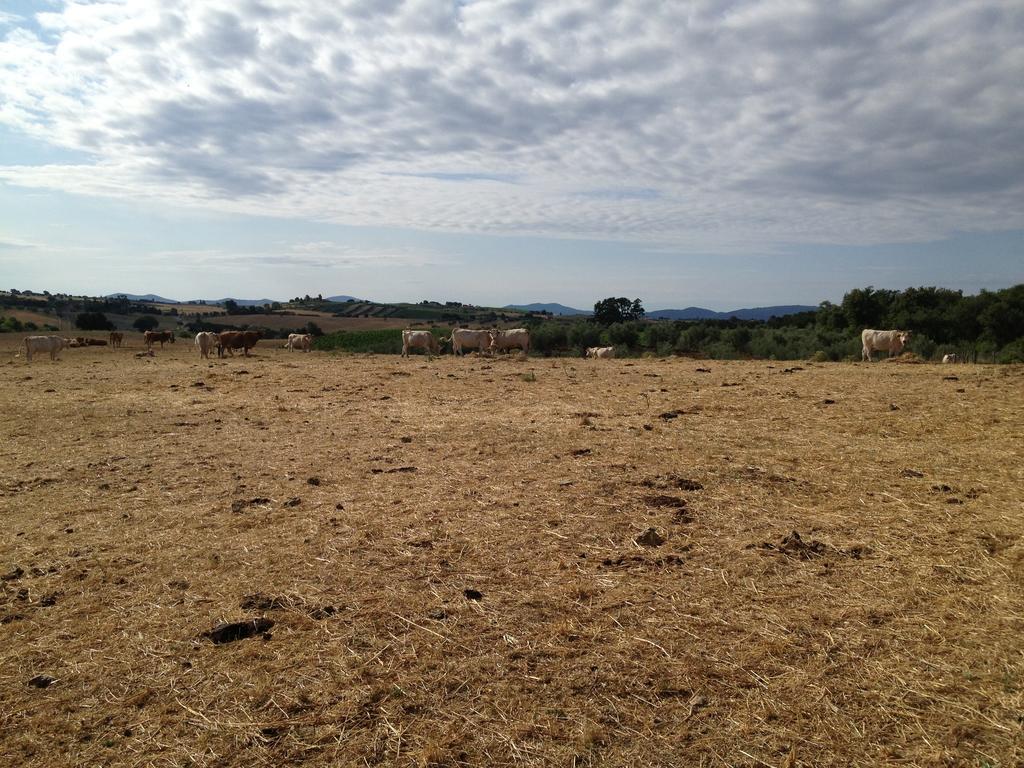 Alloggio per agriturismo I Puntoni Magliano in Toscana