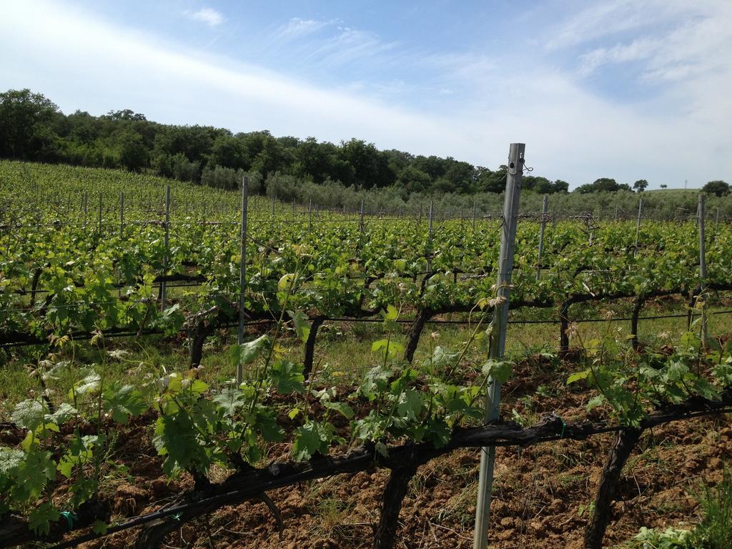 I Puntoni Magliano in Toscana
